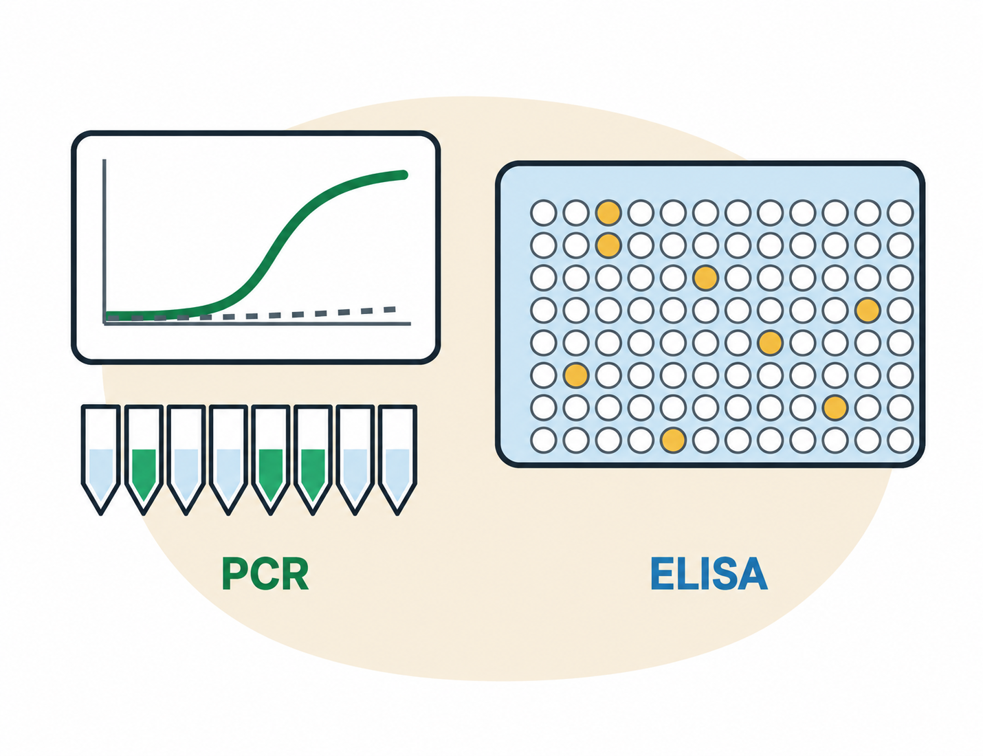 Le PCR détecte l'ADN du virus et l'ELISA détecte les anticorps.