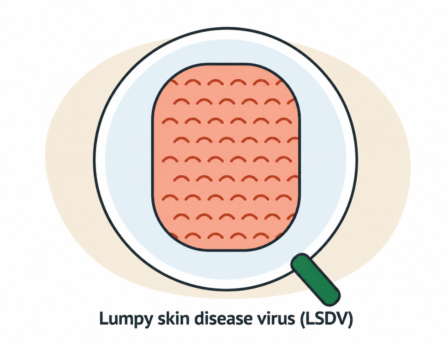 Lumpy skin disease virus (LSDV) under a magnifying glass