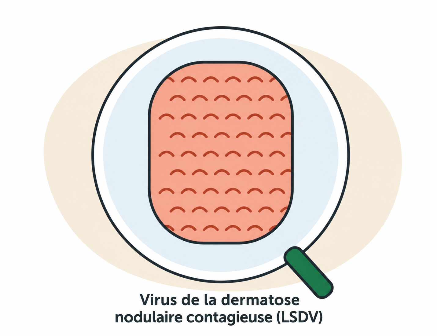 Le virus de la dermatose nodulaire contagieuse (LSDV) à la loupe