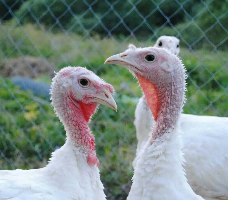 Nouveau kit : PCR-TURKEY-HAEMORRHAGIC-ENTERITIS-FAKTOR
