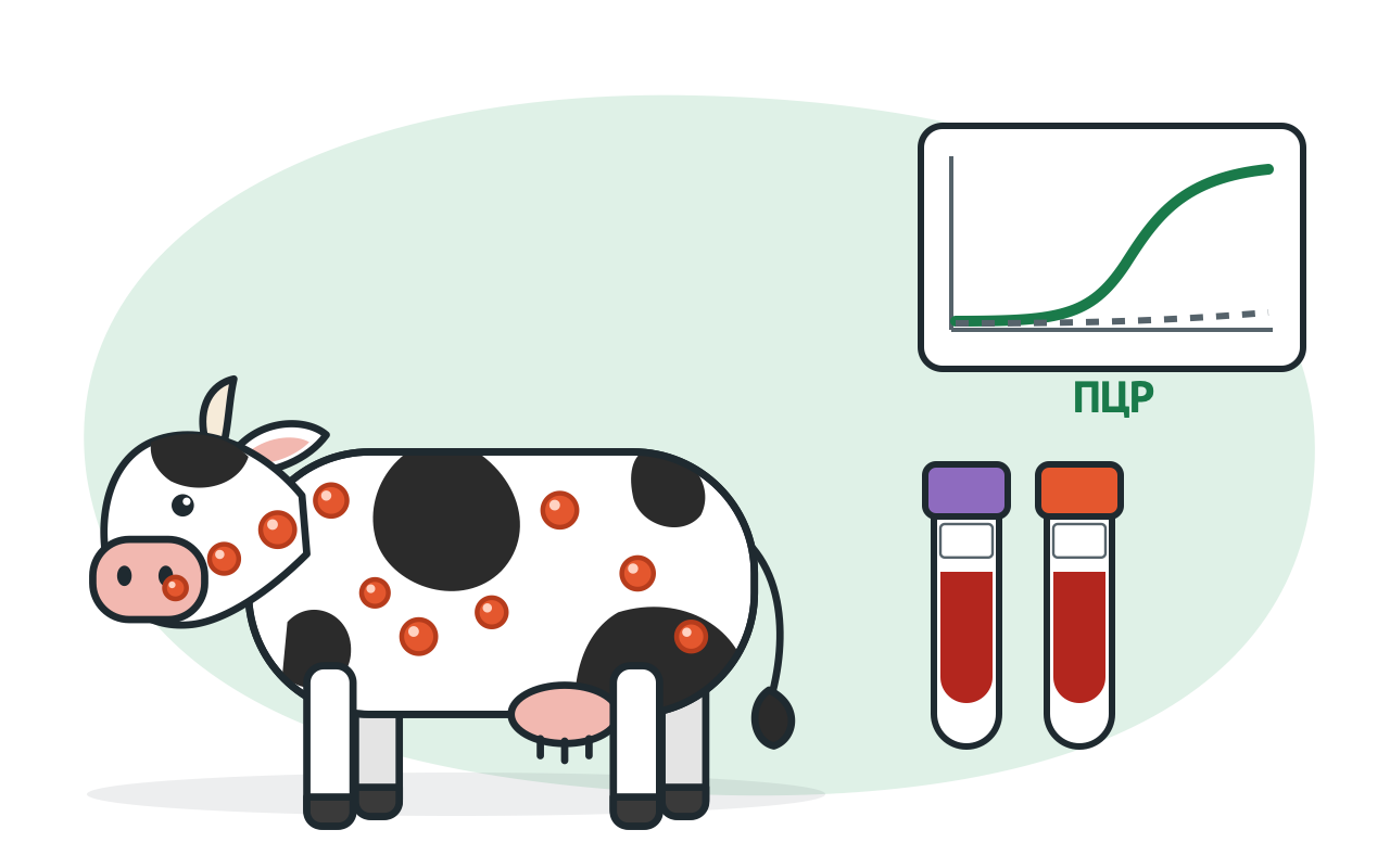 Dermatose nodulaire contagieuse bovine : signes, diagnostic et PCR après vaccination