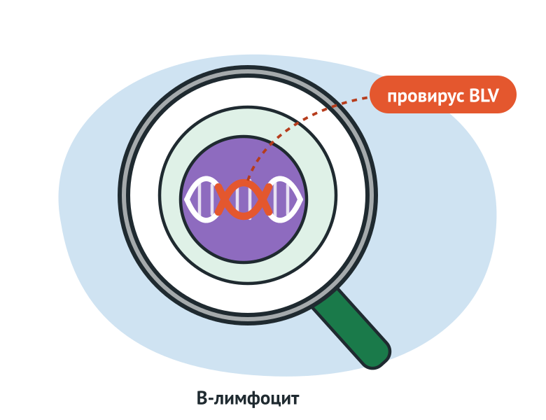 Под лупой B-лимфоцит: в его ДНК встроен провирус BLV