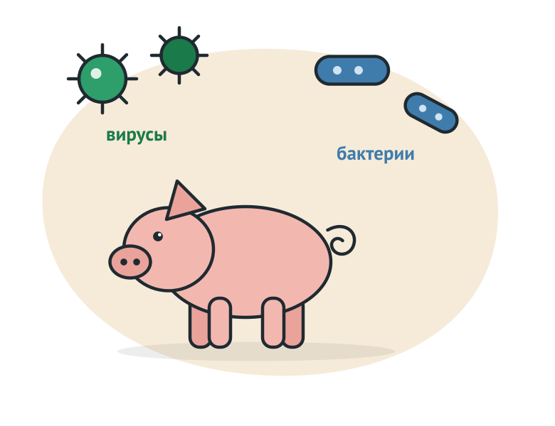 Свинья с кашлем и несколько возбудителей респираторного комплекса вокруг неё